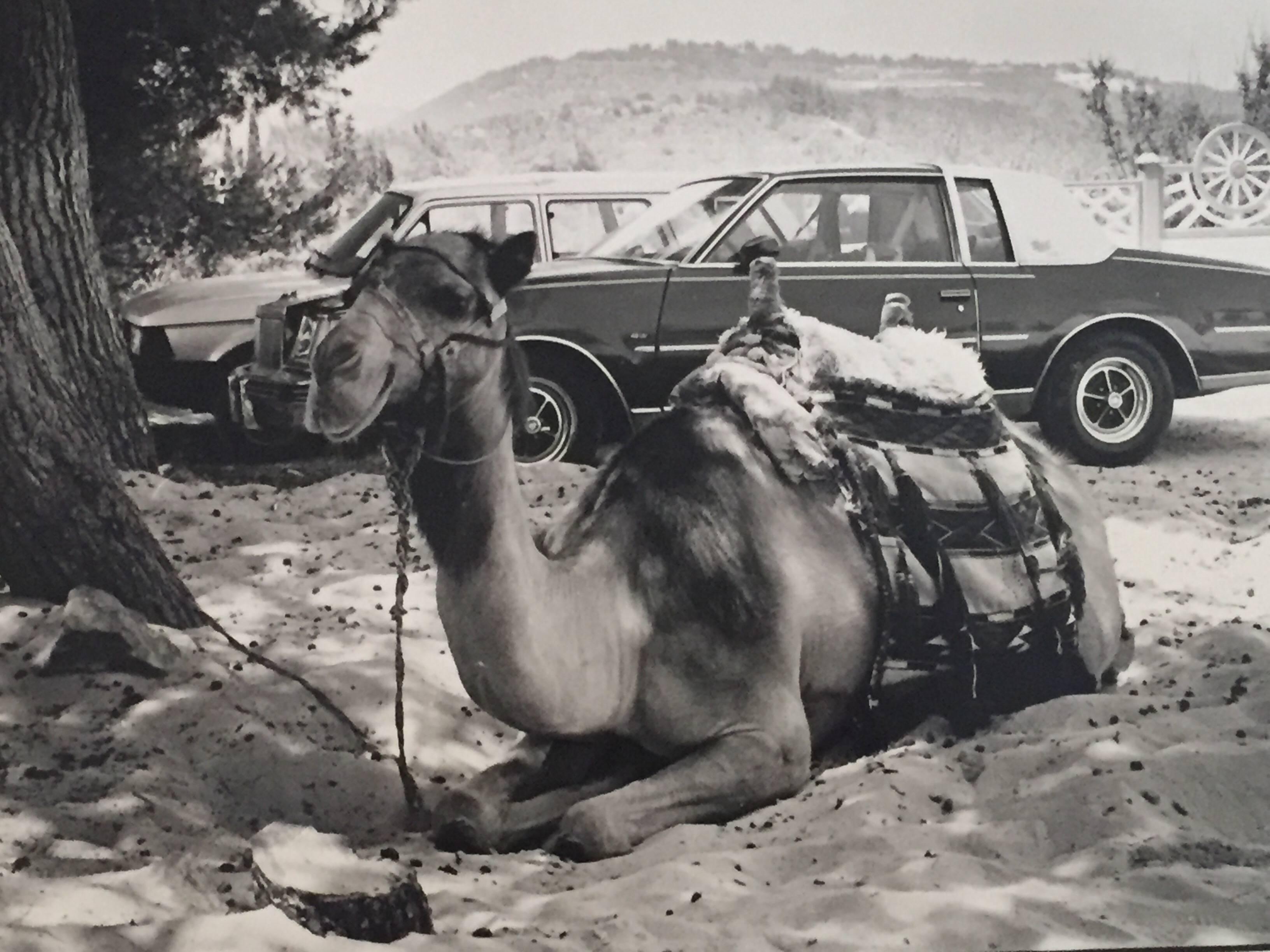 Unknown Black and White Photograph - Camel and Cadillac, Black & White Original Silver Gelatin Vintage Photograph