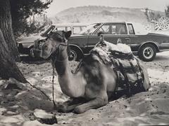 Camel and Cadillac, Black & White Original Silver Gelatin Used Photograph