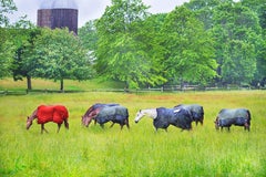Horses, East Hampton