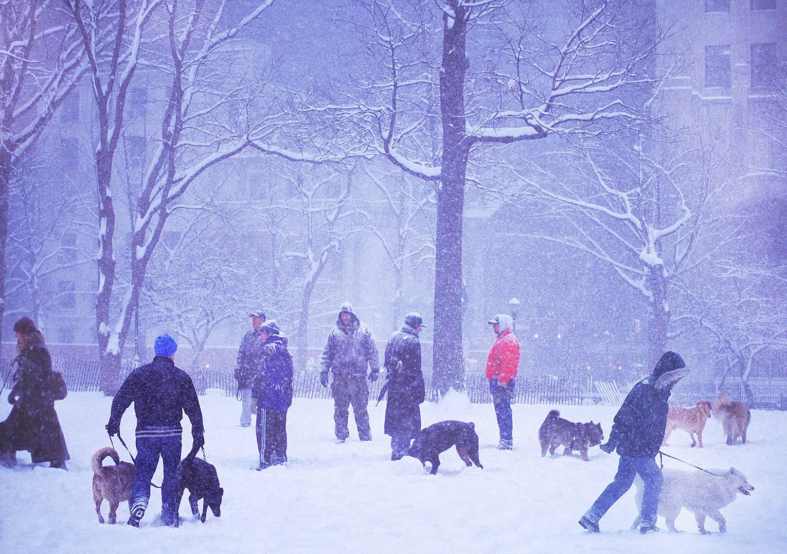 Mitchell Funk Color Photograph - Dogs in Snow Storm, Madison Square, New York City 