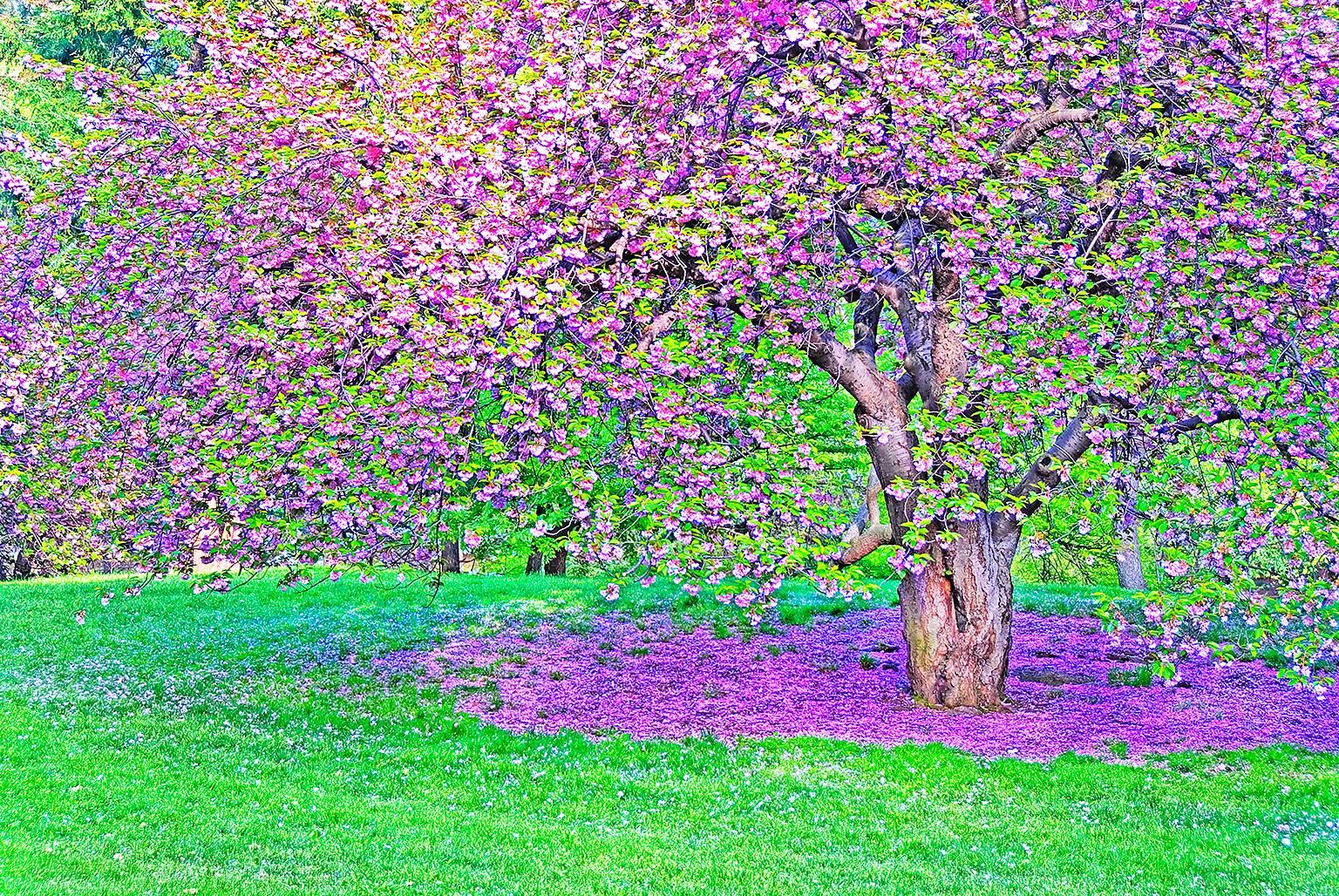 Mitchell Funk Landscape Photograph - Cherry blossoms Central Park 