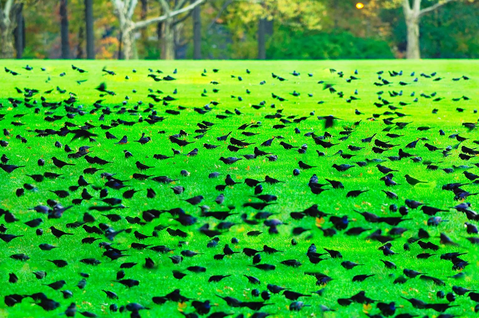 Mitchell Funk Landscape Photograph – Feld der Vögel