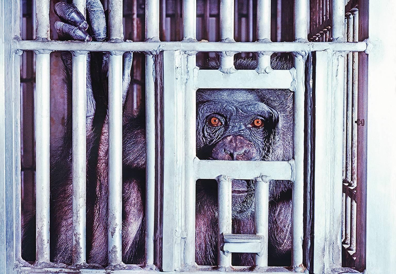 Mitchell Funk Portrait Photograph - Chimp Behind Bars. Life Magazine