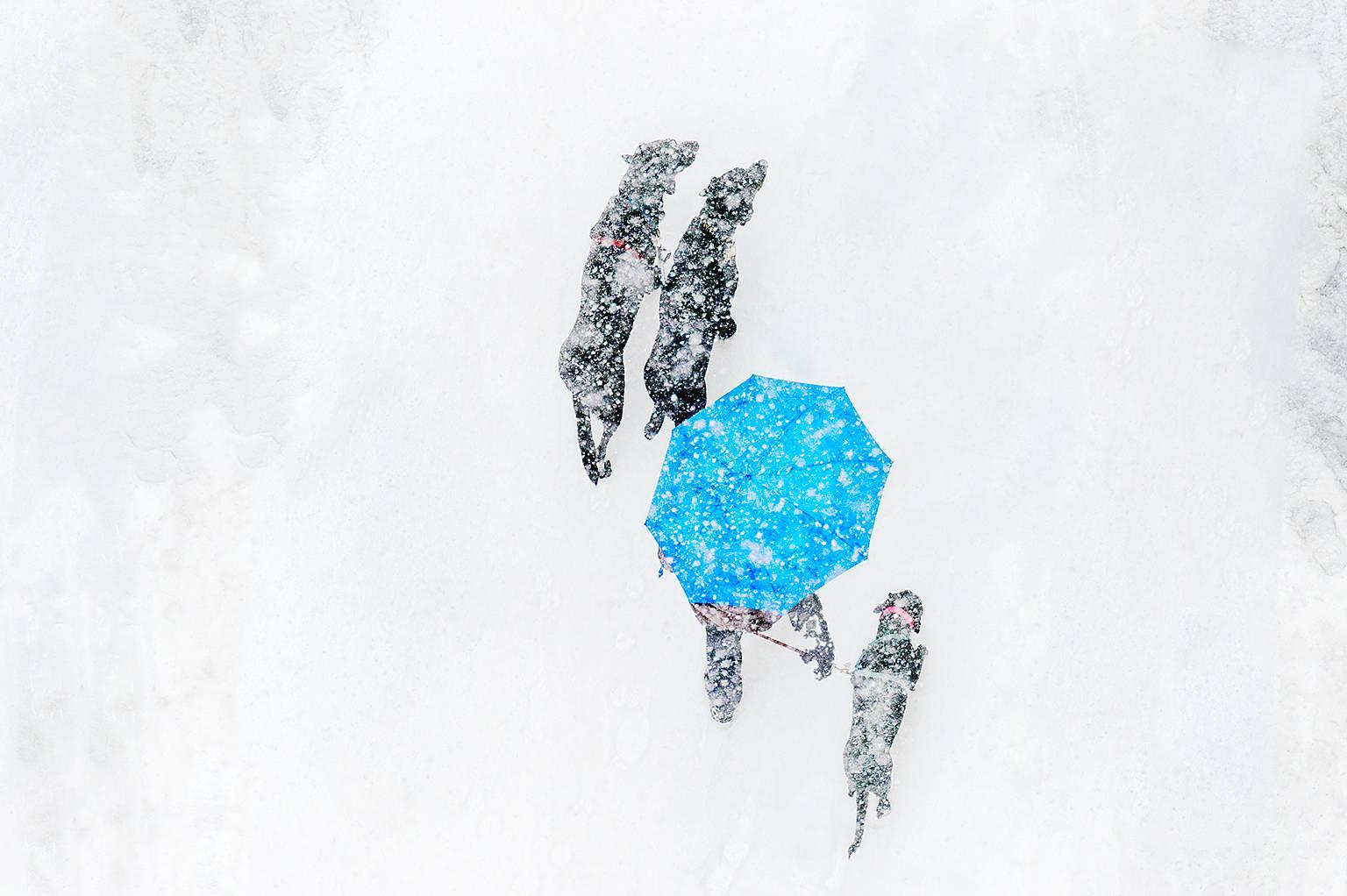 Les chiens dans la neige, couleurs monochromes, photographie abstraite de Michell  Funk