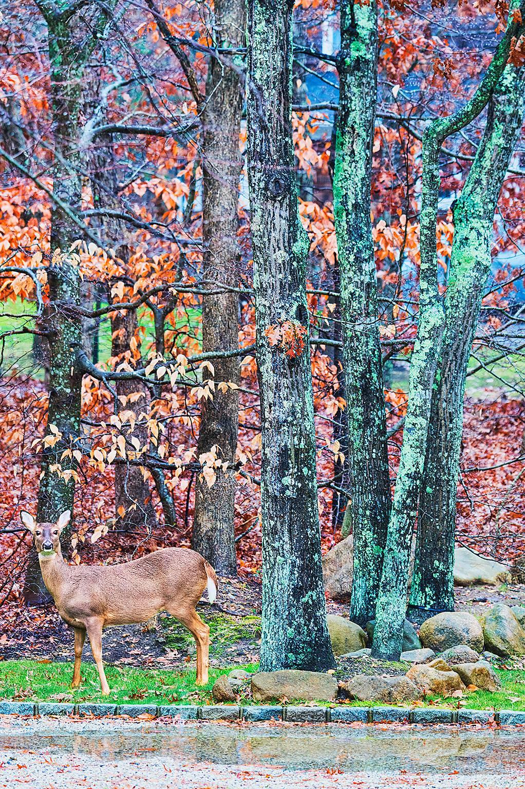 Mitchell Funk Landscape Photograph - Deer, East Hampton