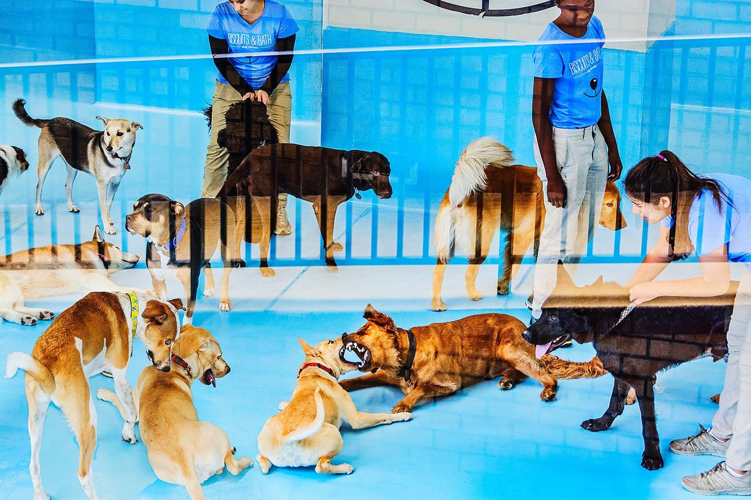 Color Photograph de Mitchell Funk - Guardería canina