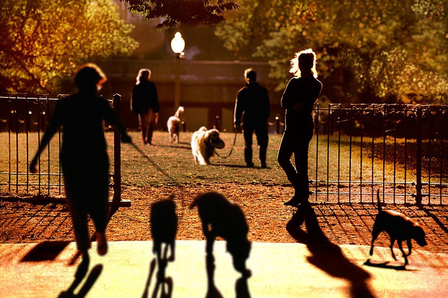 Mitchell Funk Color Photograph - Central Park Dog Walkers