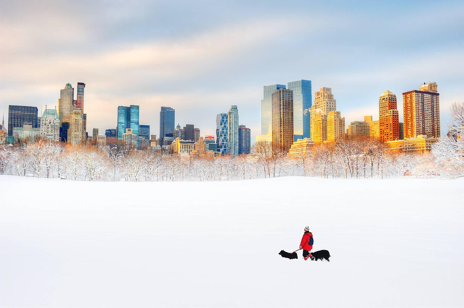 Dog Walker in Central Park Snow