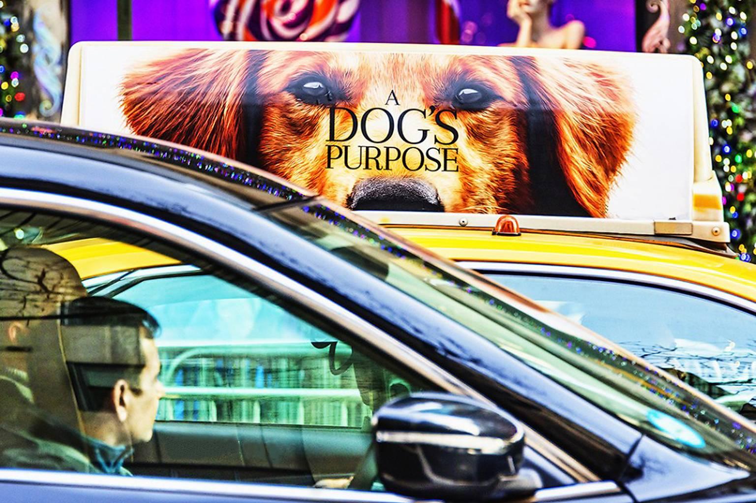 Mitchell Funk Abstract Photograph - Dog and Taxi, Street Photography