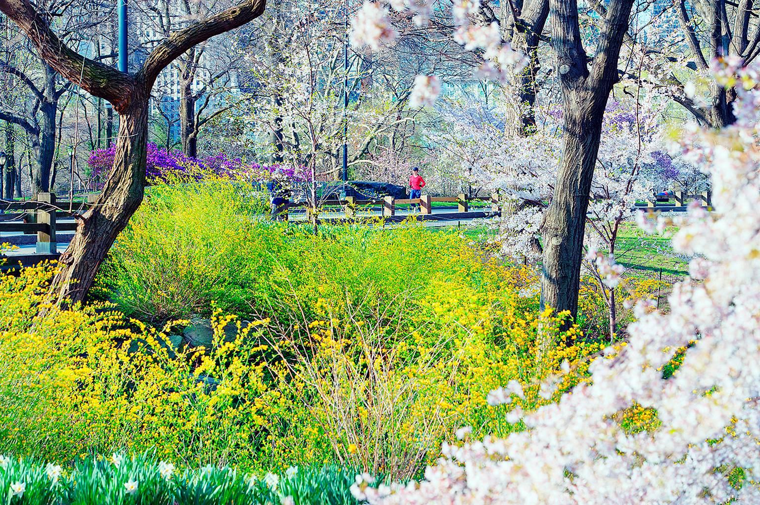 Mitchell Funk Color Photograph - Runner Central Park