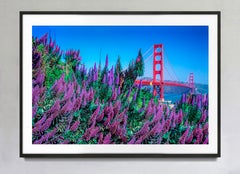 Golden Gate Bridge Framed By Purple Lupines In Spring, San Francisco