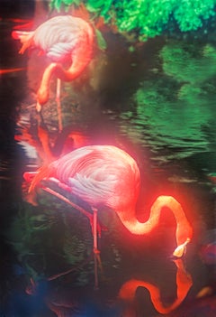 „Glowing Pink Flamingos“, signiert 3/15, 29 x 43, Farbfotodruck