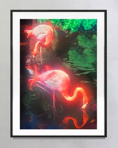 „Glowing Pink Flamingos“, signiert 3/15, 29 x 43, Farbfotodruck