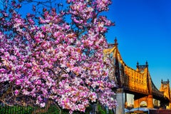 Cherry Blossoms and Queens Boroughs Bridge