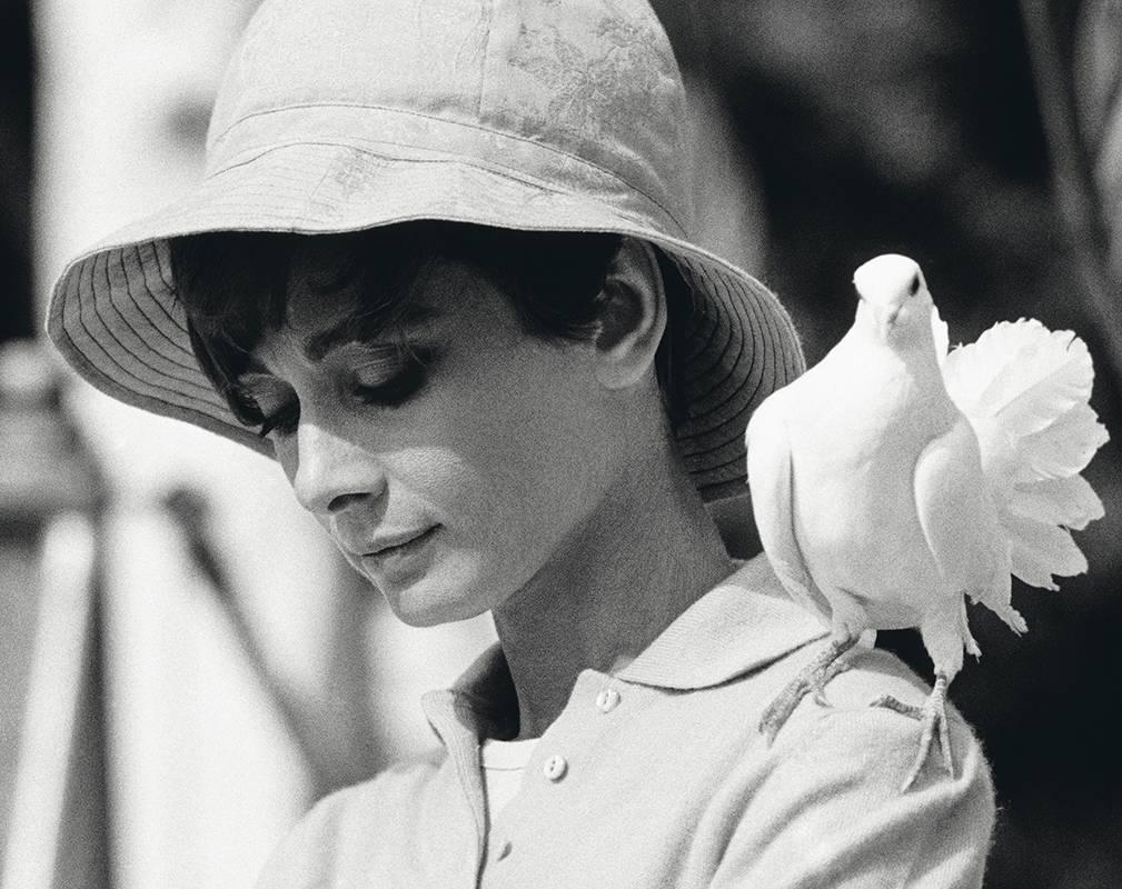 Audrey Hepburn mit Taube – Photograph von Terry O'Neill