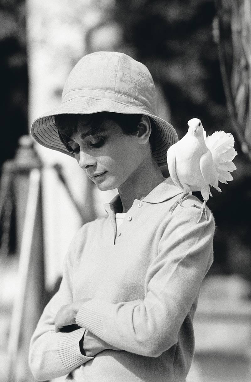 Terry O'Neill Black and White Photograph - Audrey Hepburn with Dove