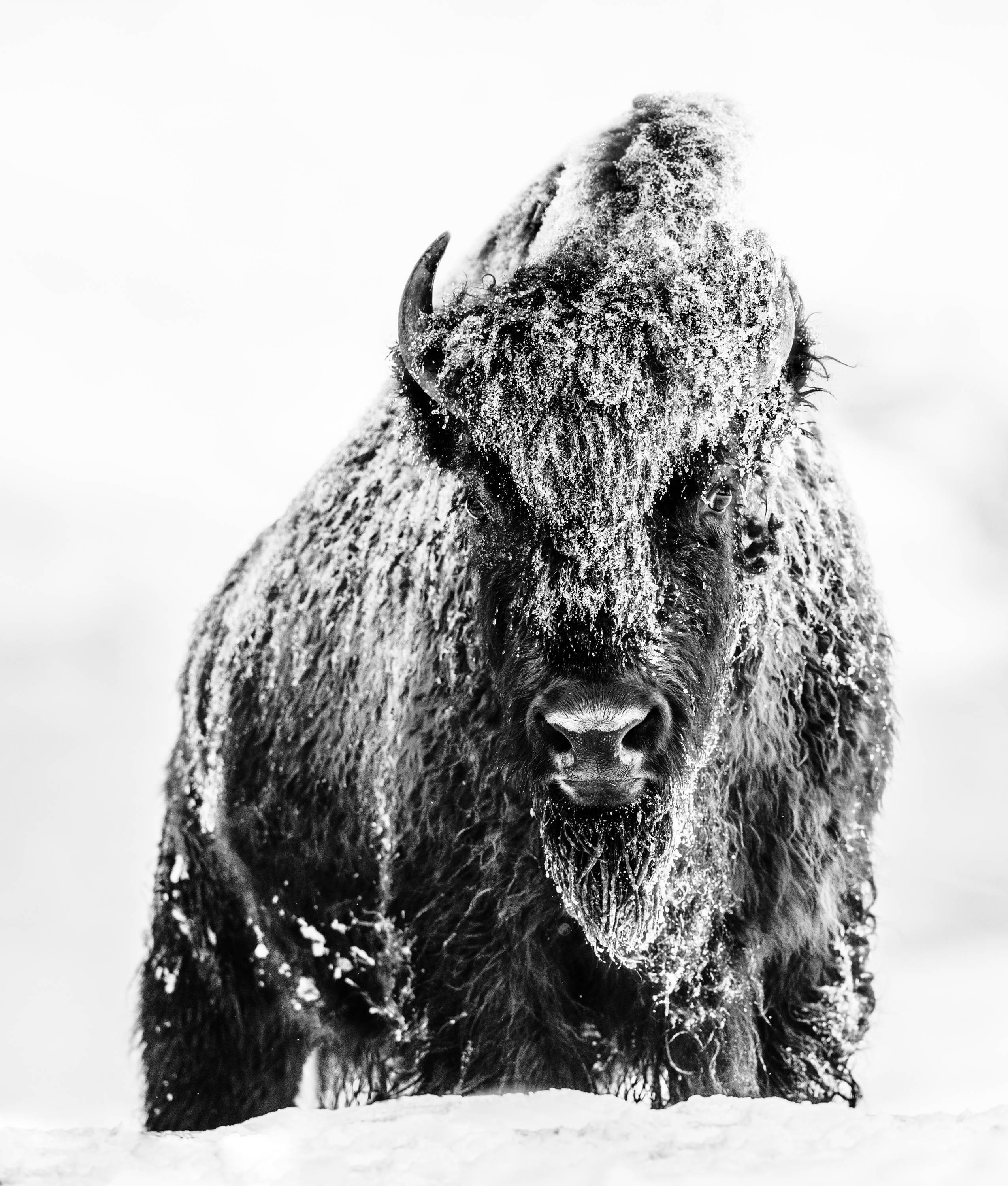 David Yarrow Black and White Photograph - The Beast