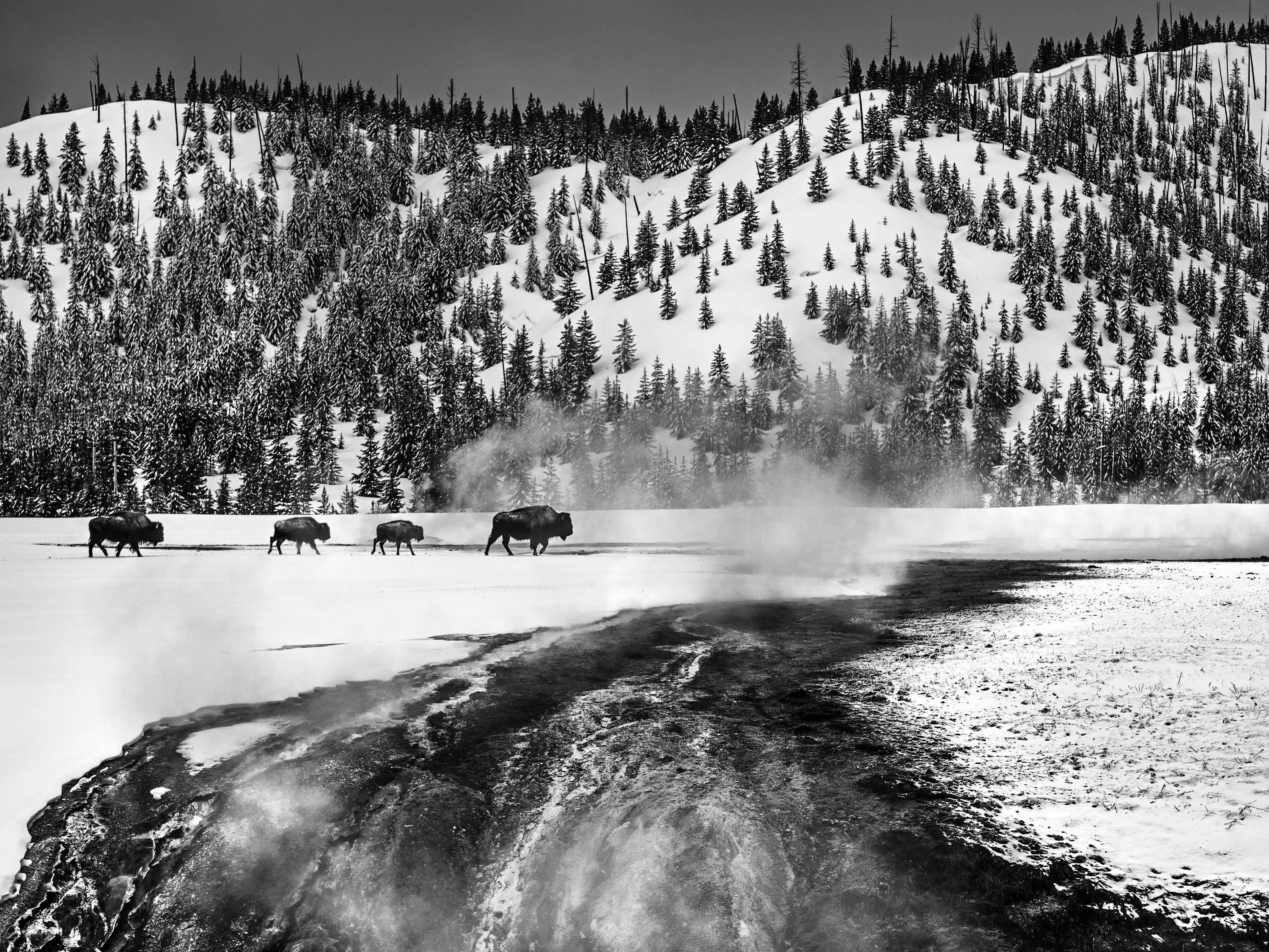 David Yarrow Black and White Photograph - Yellowstone