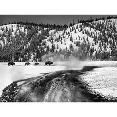 Yellowstone 6