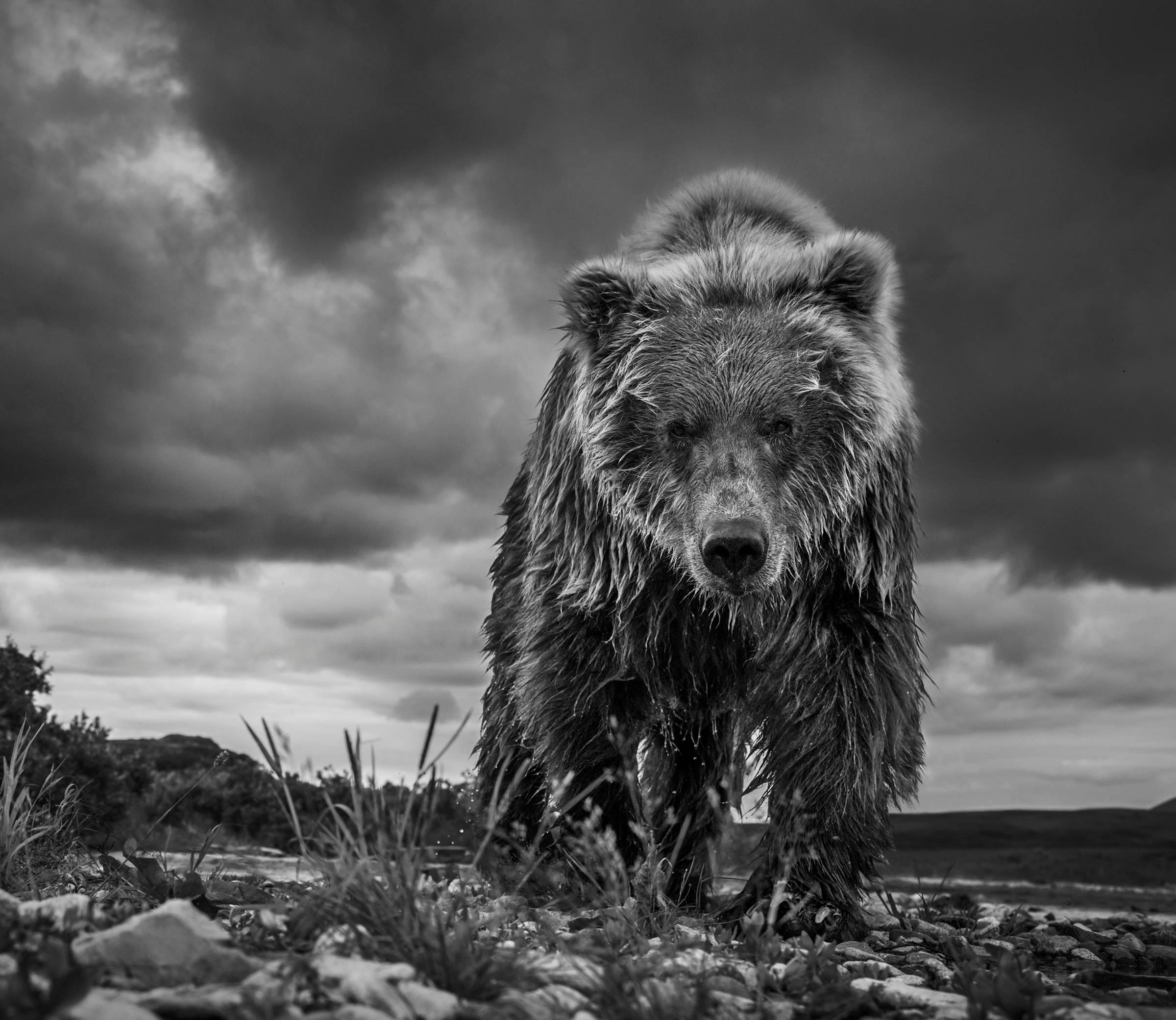 Funnel Creek by David Yarrow - Grizzly Bear - Alaska - Contemporary Photography