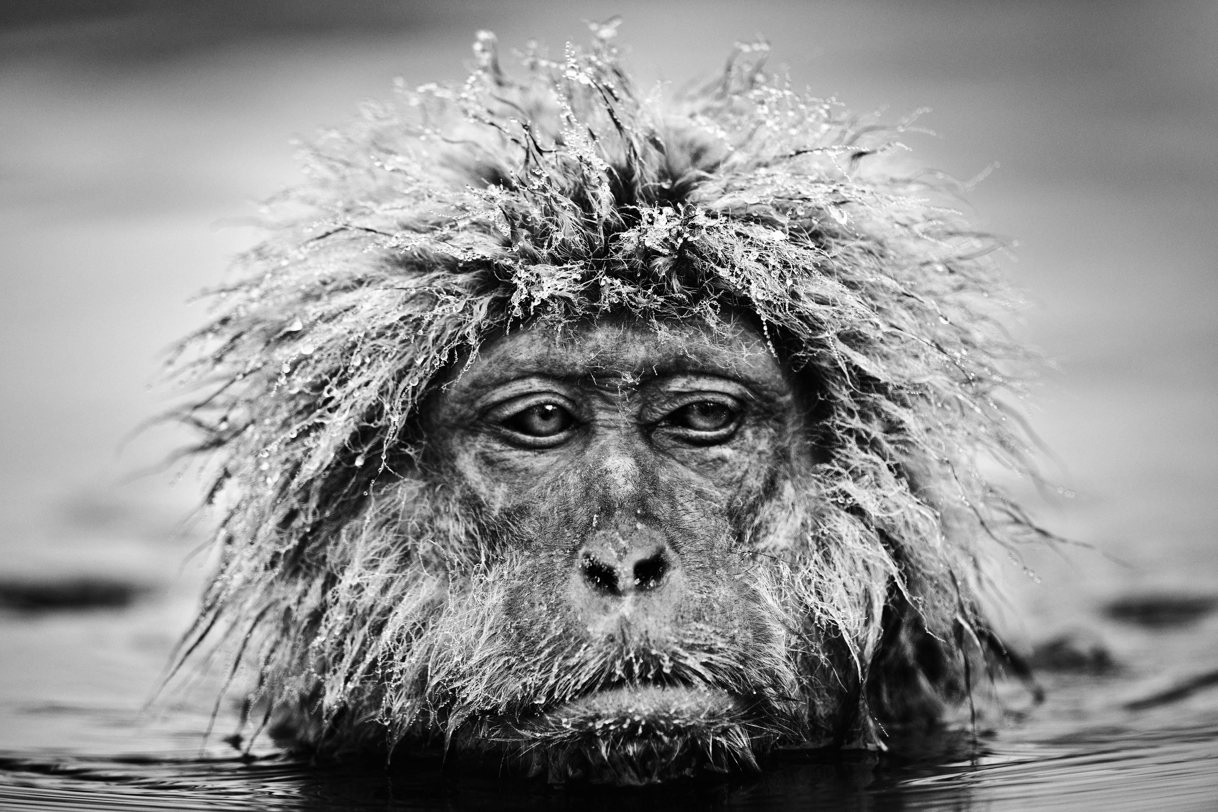 David Yarrow Black and White Photograph - Grumpy Monkey