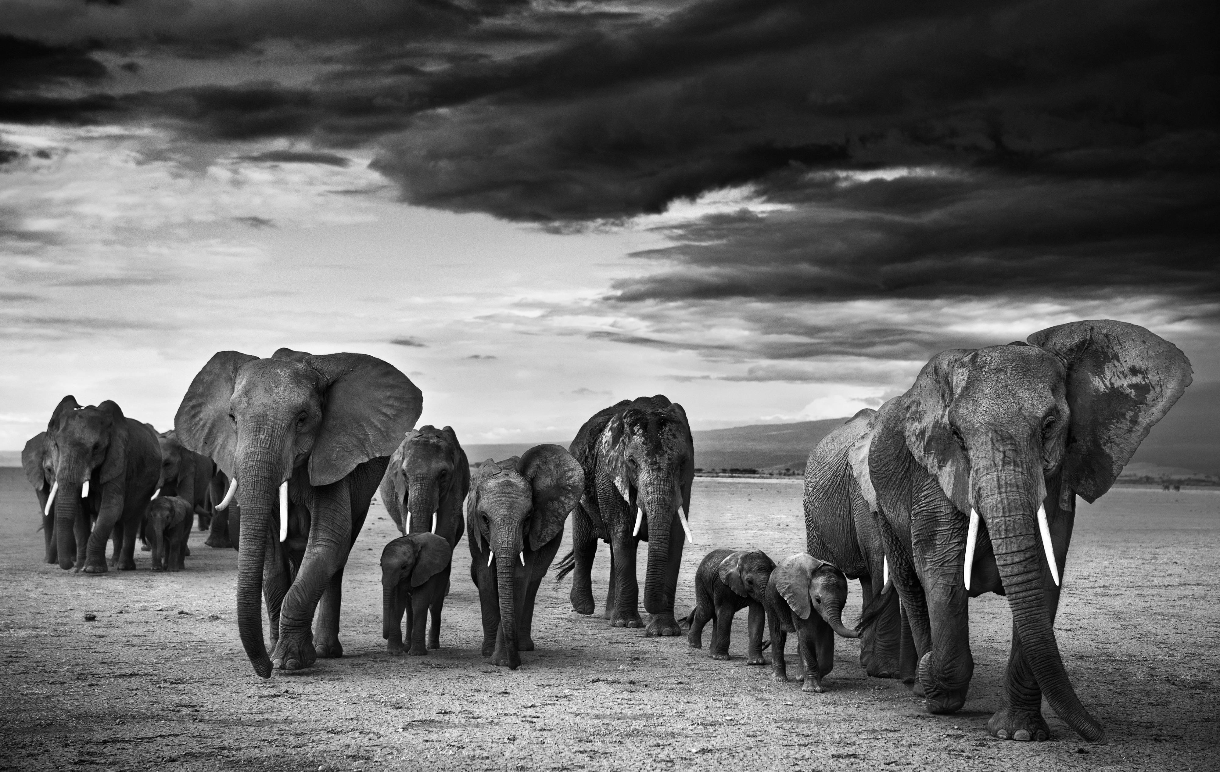 Огромный проявлять. David Yarrow. Африканские животные. Слоны в дикой природе. Популяция слонов.