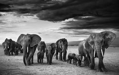 Famille par David Yarrow - Elephant - Photographie Contemporary