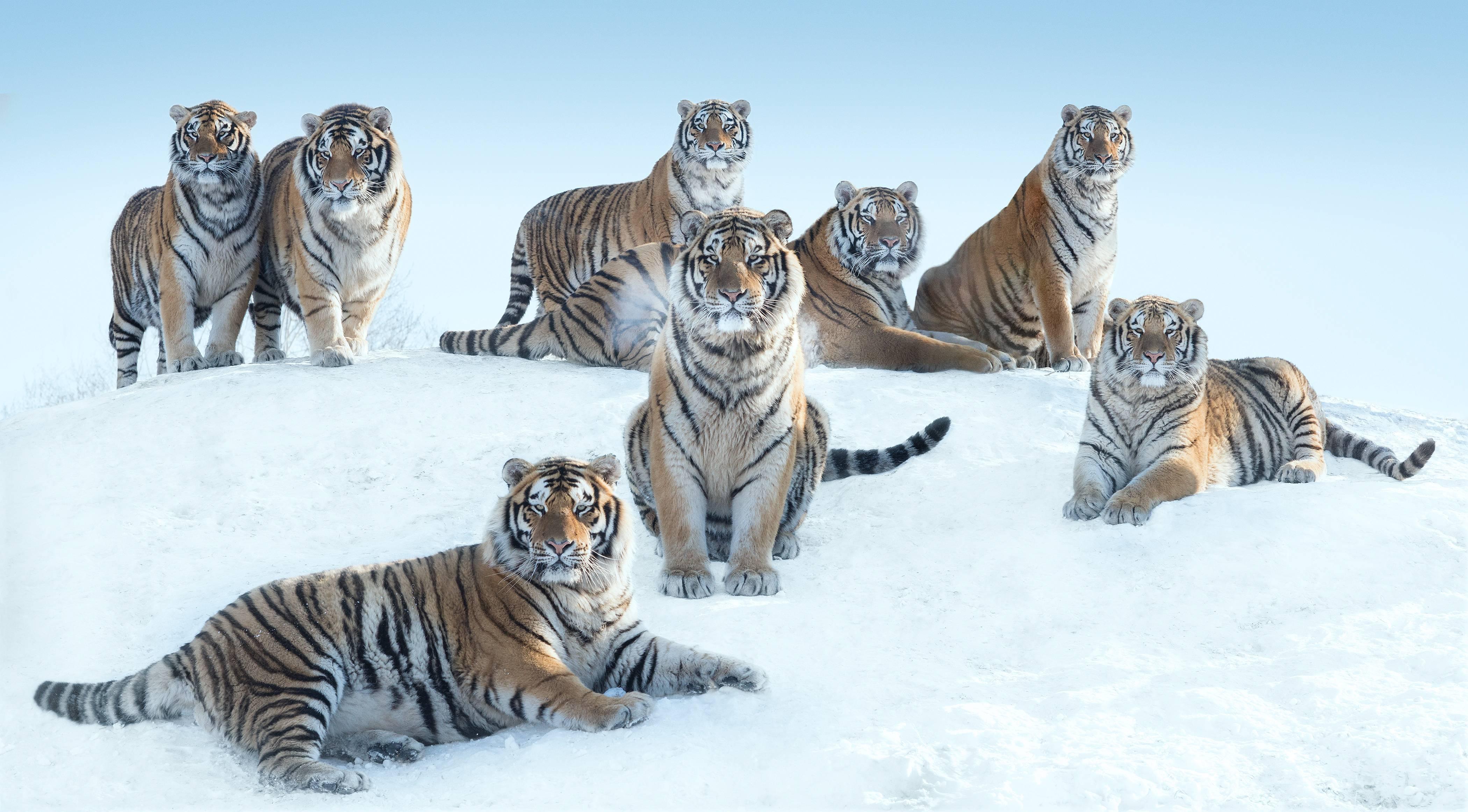 The Siberians by David Yarrow - Tigers 
