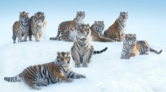 The Siberians von David Yarrow – Tiger 