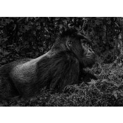 The Silverback 11