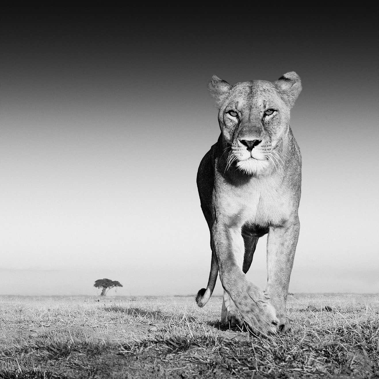David Yarrow - The Prize For Sale at 1stDibs | modern love filecrop
