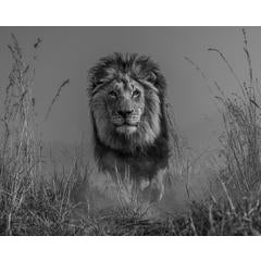 The King and I 6