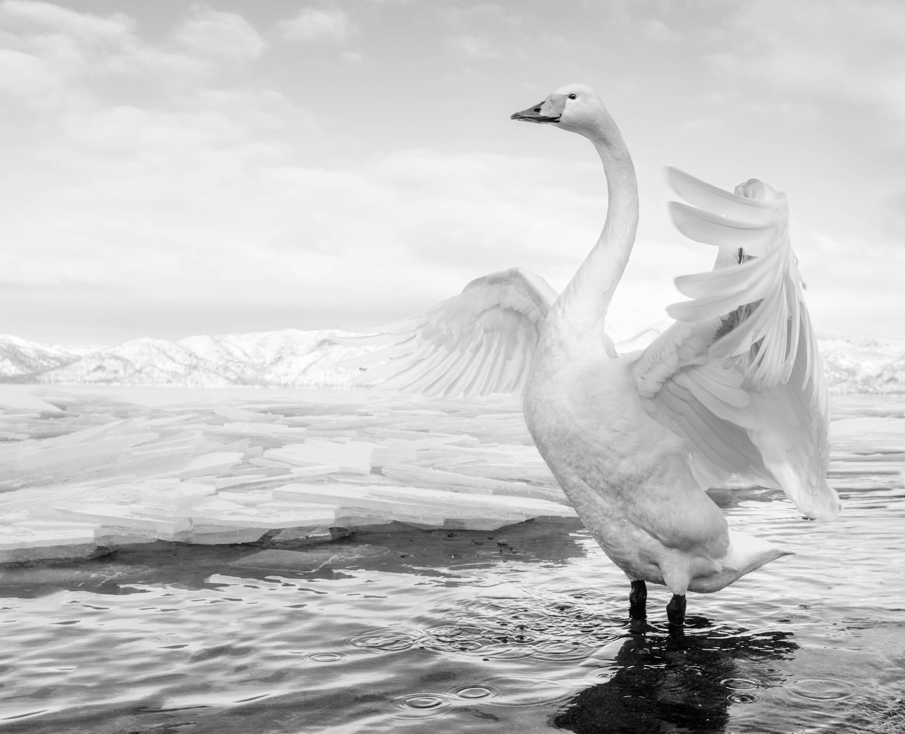 David Yarrow Black and White Photograph - Swan Lake