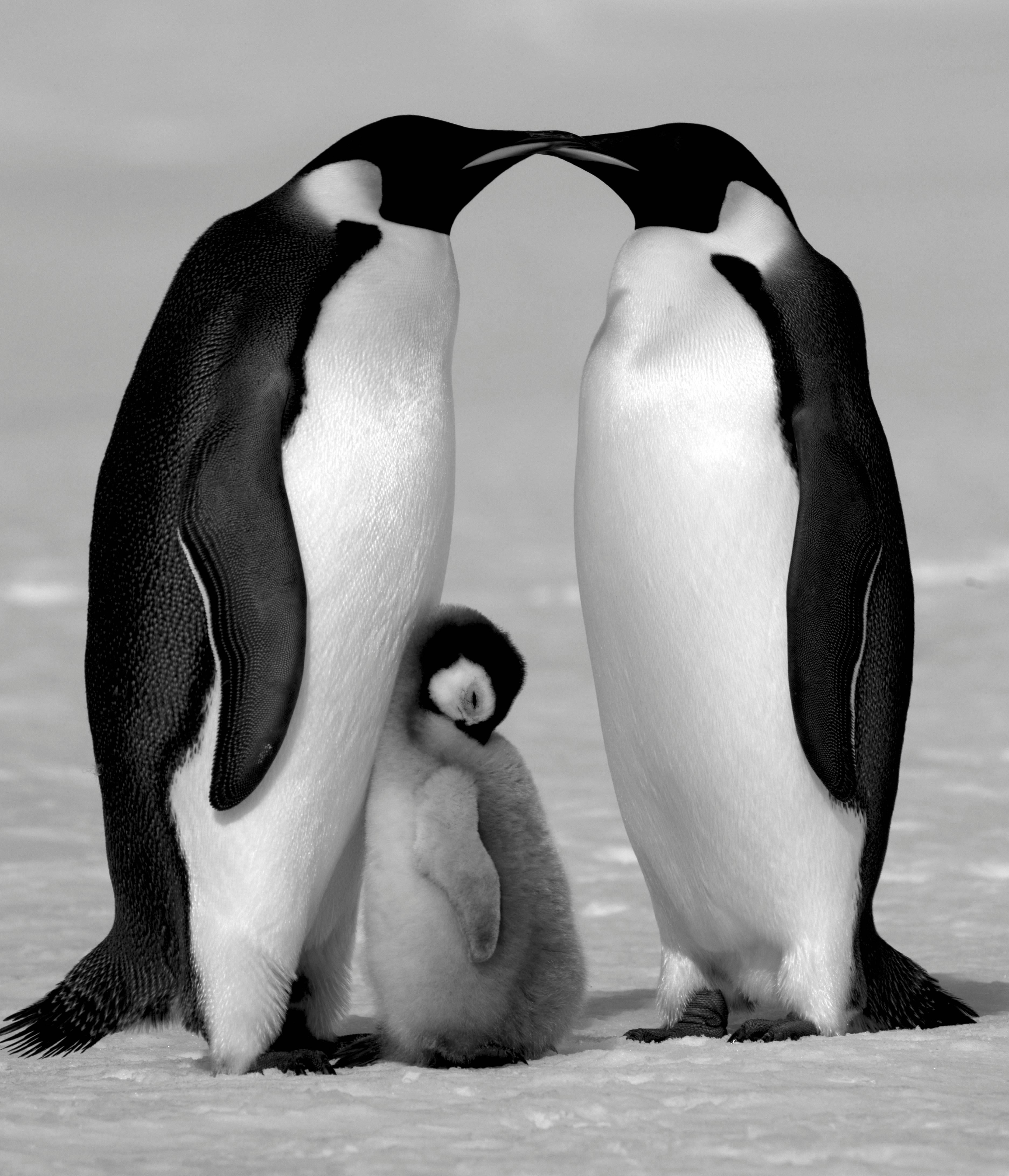 David Yarrow Black and White Photograph - Contentment
