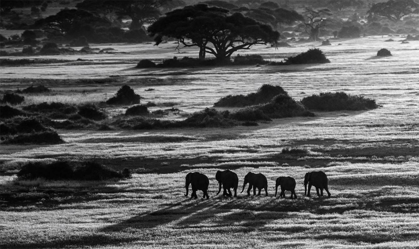 Black and White Photograph de David Yarrow - Viaje al amanecer