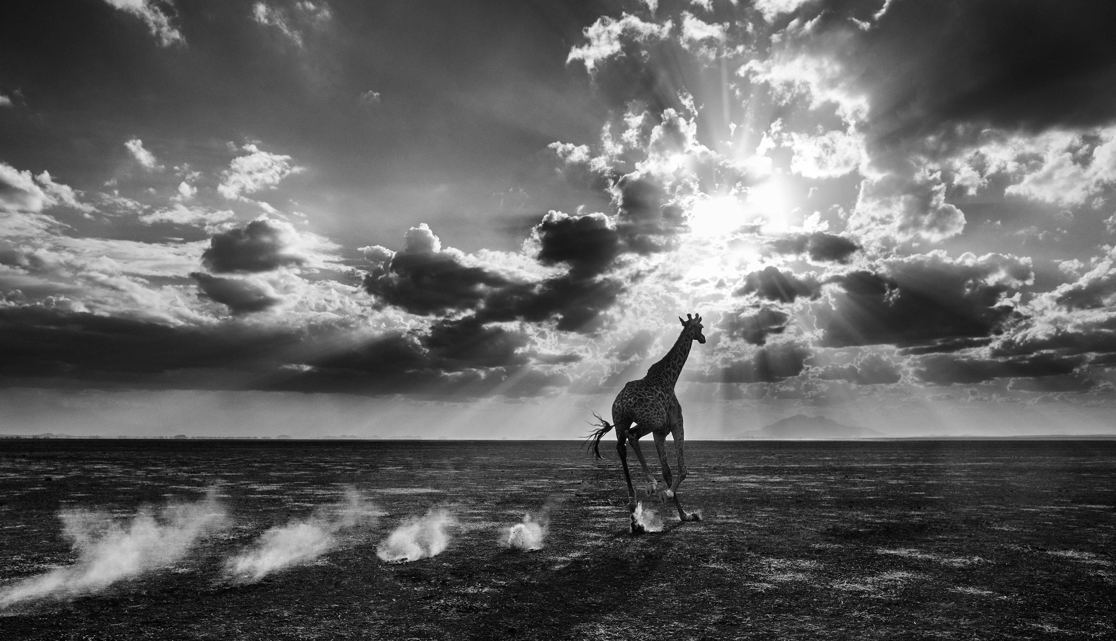 David Yarrow Black and White Photograph - Heaven Can Wait II