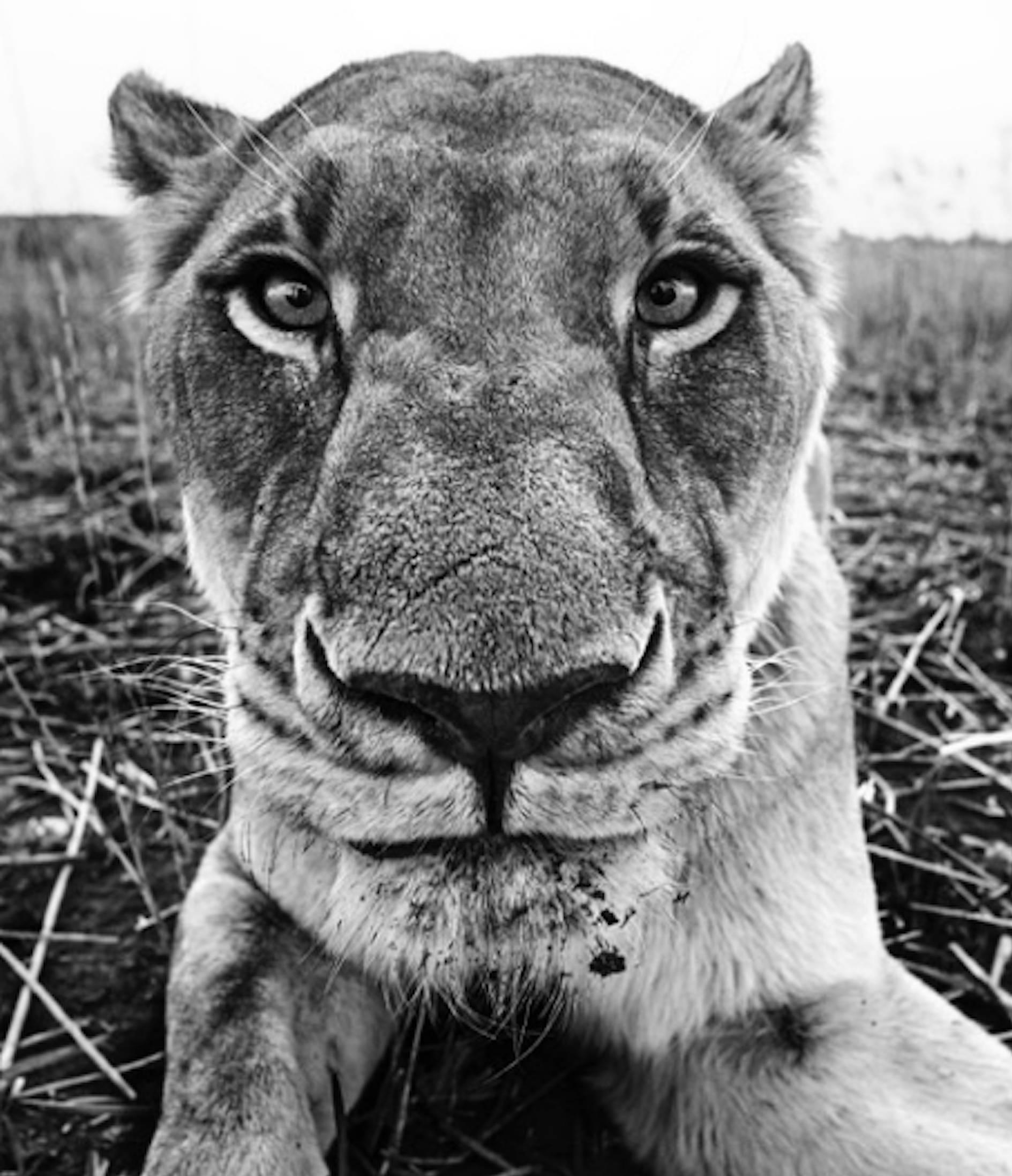 David Yarrow Black and White Photograph - The Hunger Games