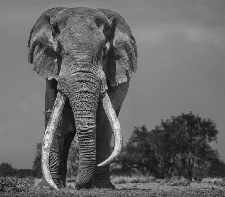 David Yarrow Black and White Photograph - Colossus