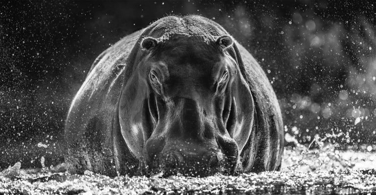 David Yarrow Black and White Photograph - Dexter