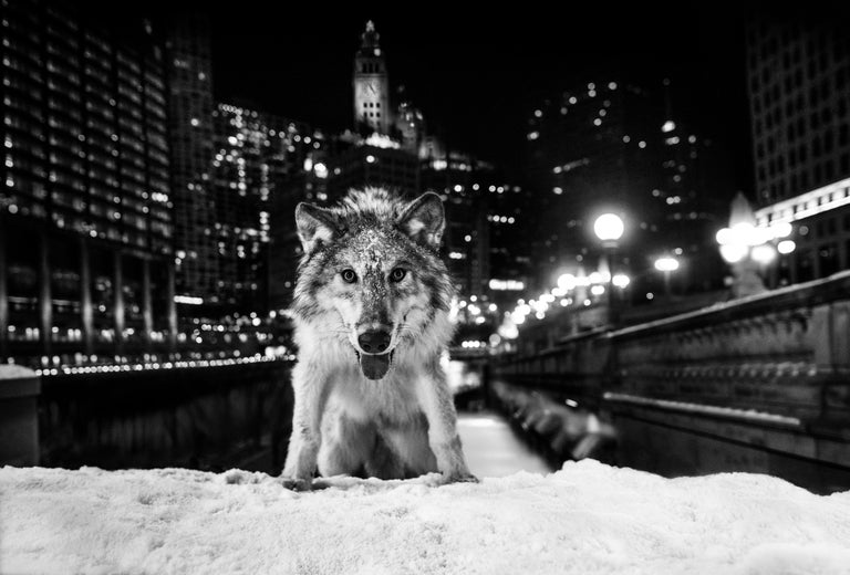 David Yarrow Black and White Photograph - Sweet Home Chicago: Homage to a Great City