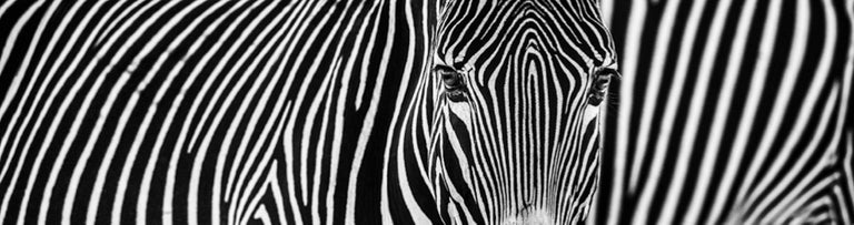 David Yarrow Black and White Photograph - Parallel Lines