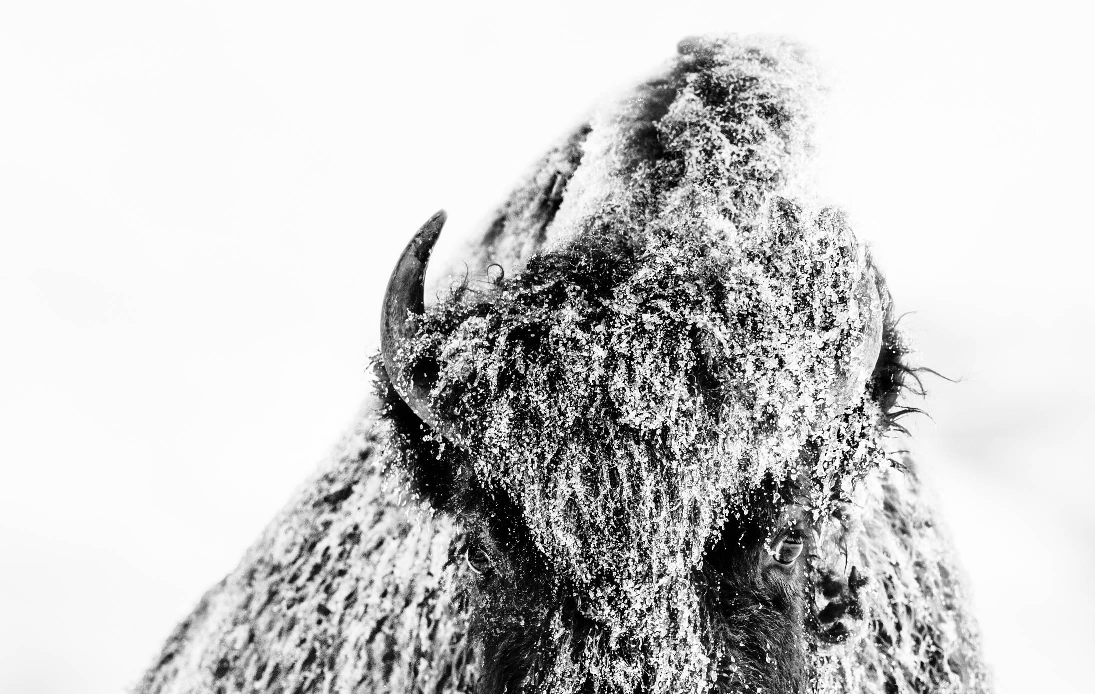 The Beast - Photograph by David Yarrow
