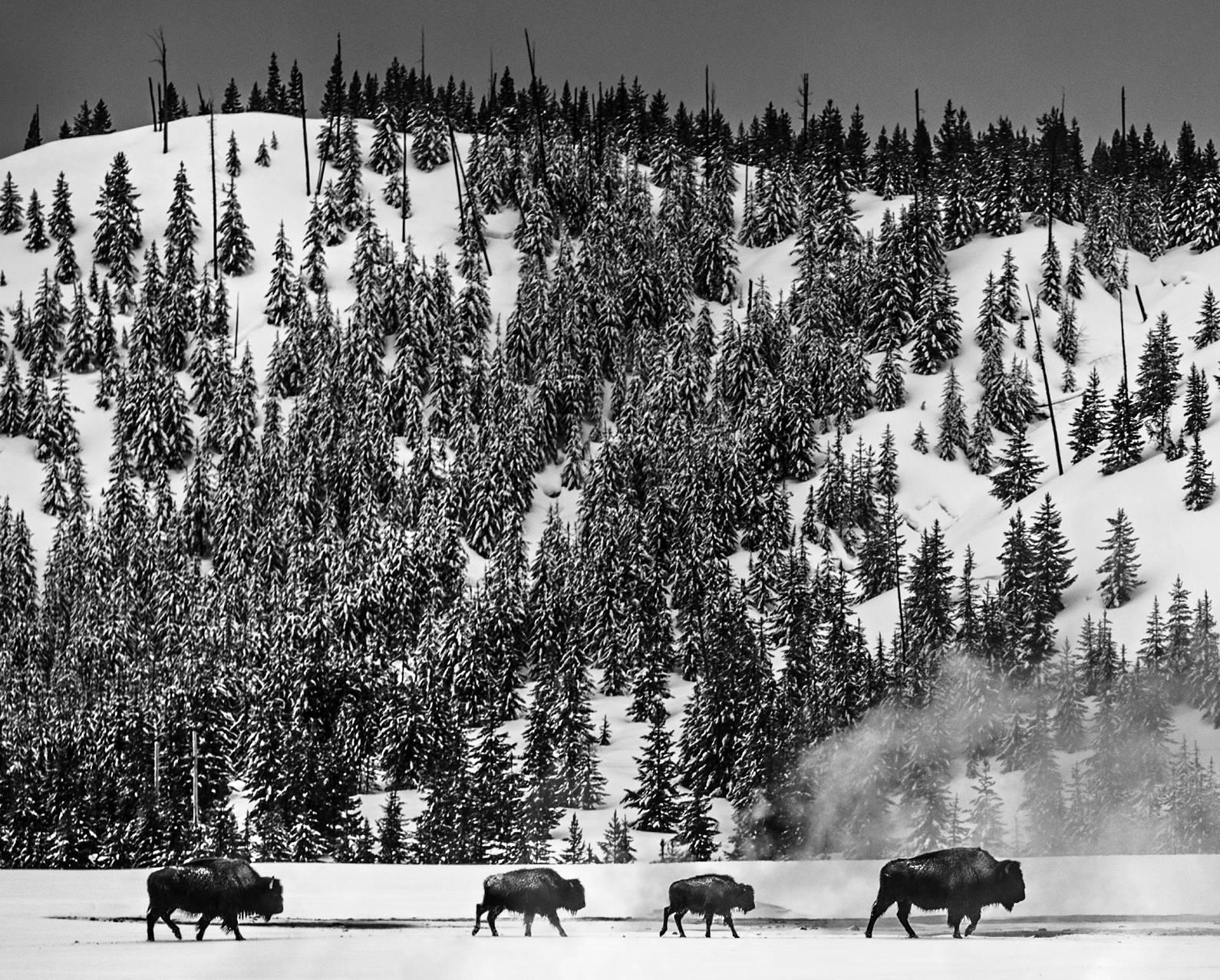 Yellowstone - Photograph by David Yarrow