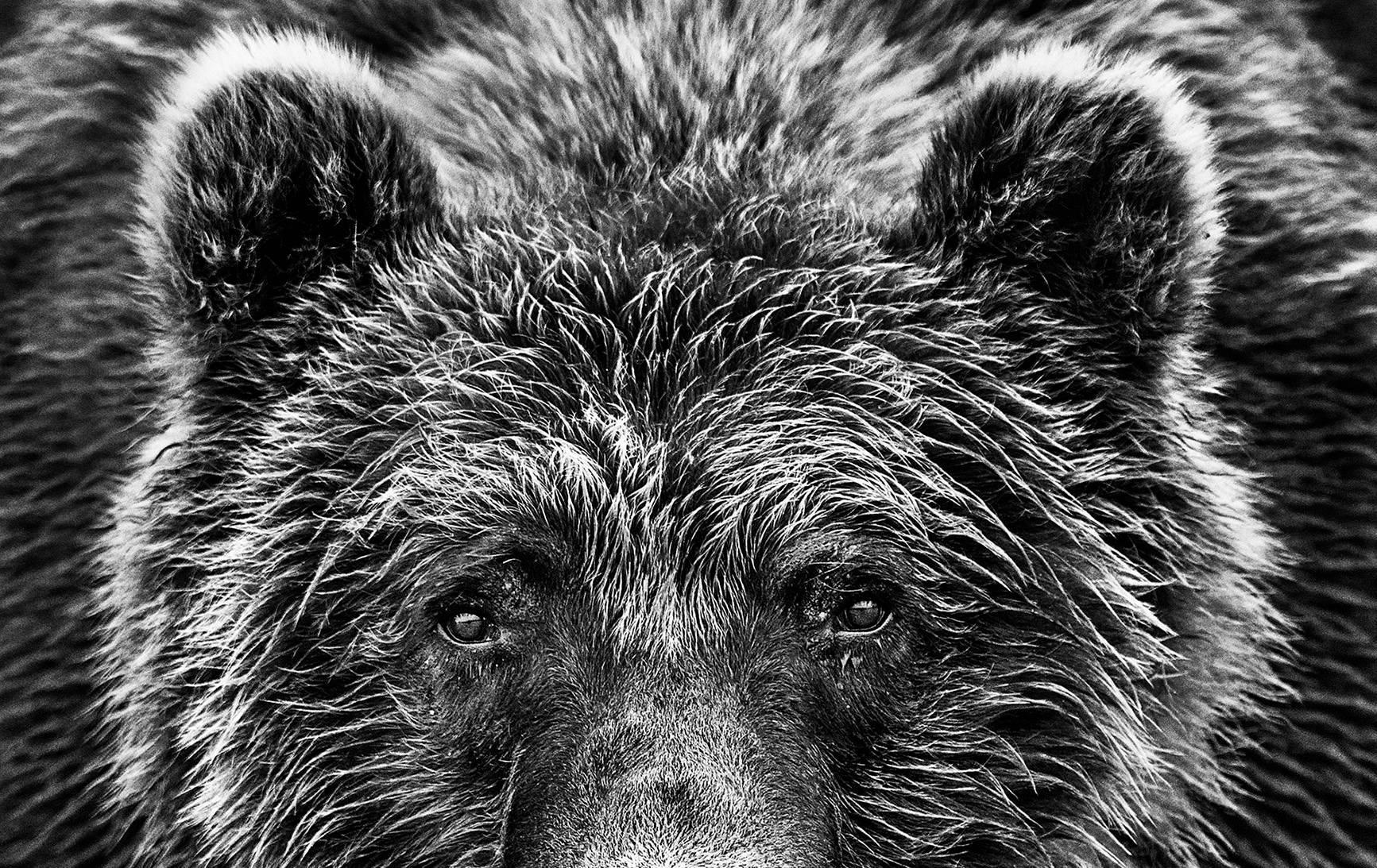 Face Off - Photograph by David Yarrow