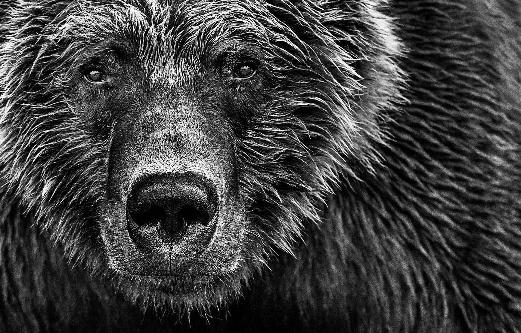 Face Off - Contemporary Photograph by David Yarrow