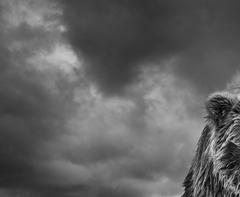 Funnel Creek by David Yarrow - Grizzly Bear - Alaska - Contemporary Photography