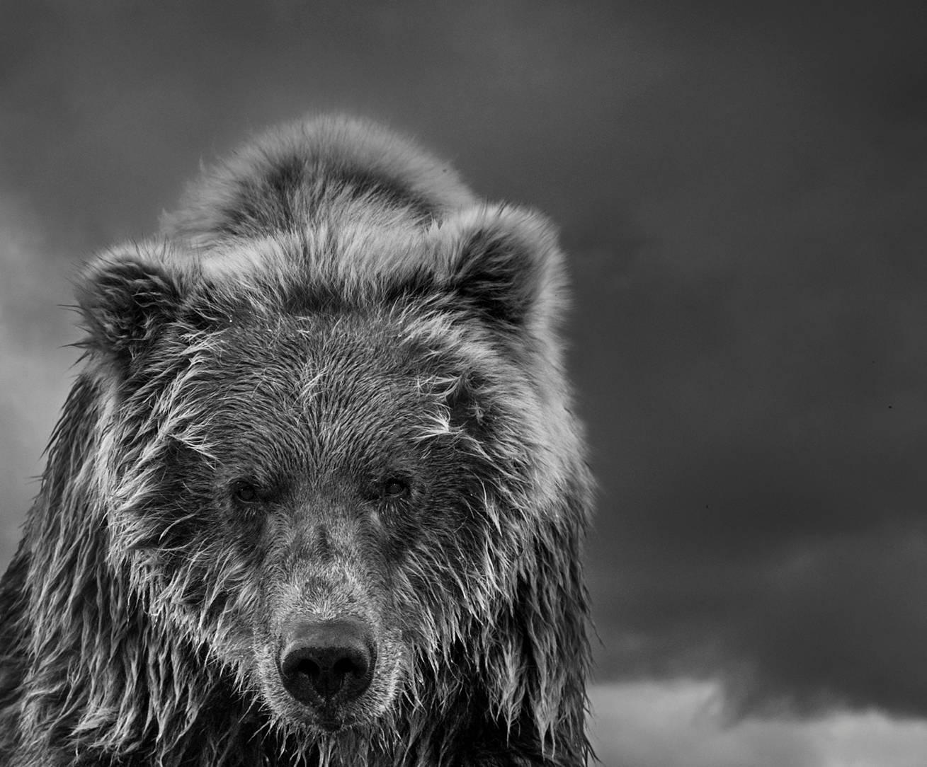 Funnel Creek by David Yarrow - Grizzly Bear - Alaska - Contemporary Photography For Sale 2
