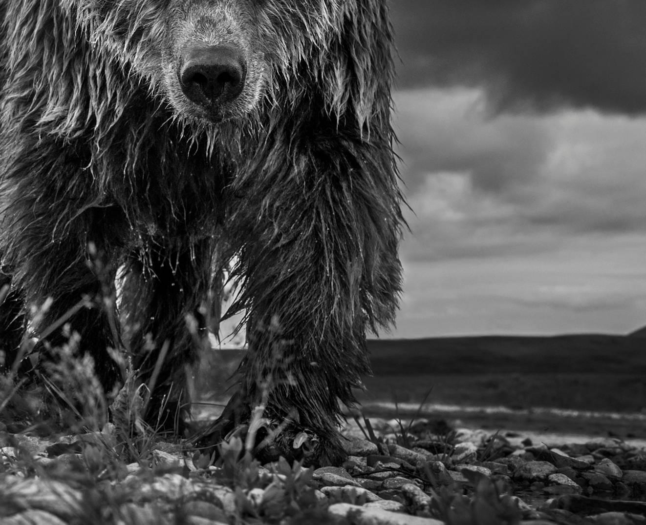 Funnel Creek by David Yarrow - Grizzly Bear - Alaska - Contemporary Photography For Sale 4