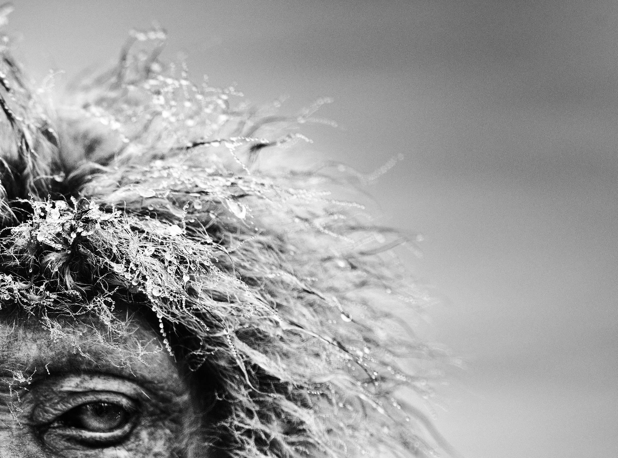 Mürrischer Affe (Zeitgenössisch), Photograph, von David Yarrow
