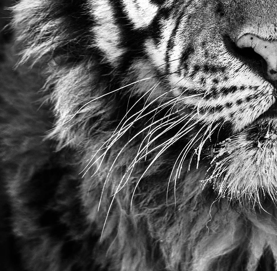 Harbin - Gray Black and White Photograph by David Yarrow